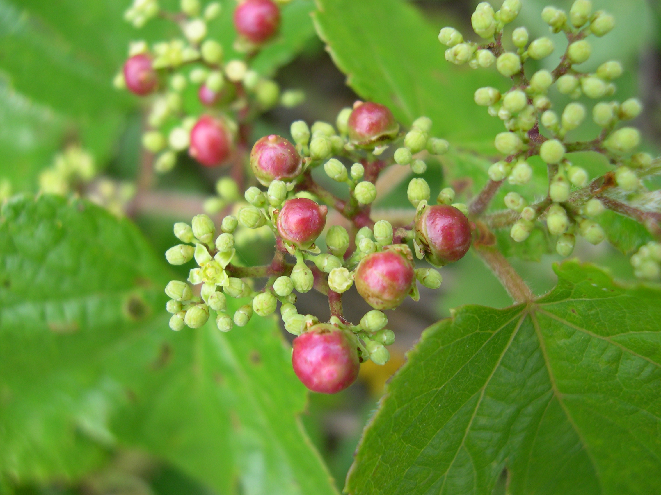 森の植物の歳時記》⑤ 【ノブドウ（野葡萄）】｜公益財団法人 ニッセイ緑の財団